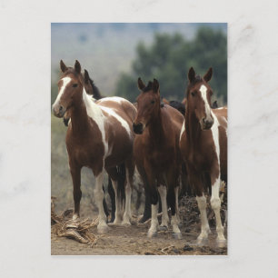 Wild Mustang Horses 7 Briefkaart