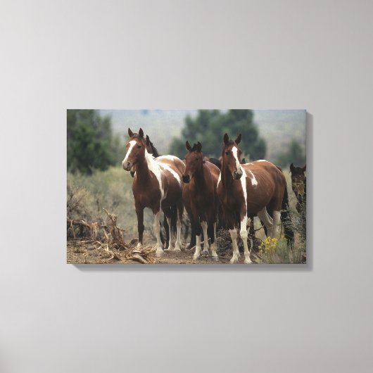 Wild Mustang Horses 7 Canvas Afdruk (Voorkant)
