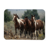 Wild Mustang Horses 7 Magneet (Horizontaal)