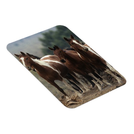 Wild Mustang Horses 7 Magneet (Rechterzijde)