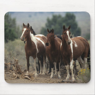 Wild Mustang Horses 7 Muismat