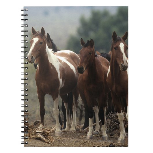 Wild Mustang Horses 7 Notitieboek (Voorkant)