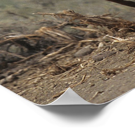 Wild Mustang Horses 7 Poster (Hoek)