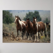 Wild Mustang Horses 7 Poster (Voorkant)