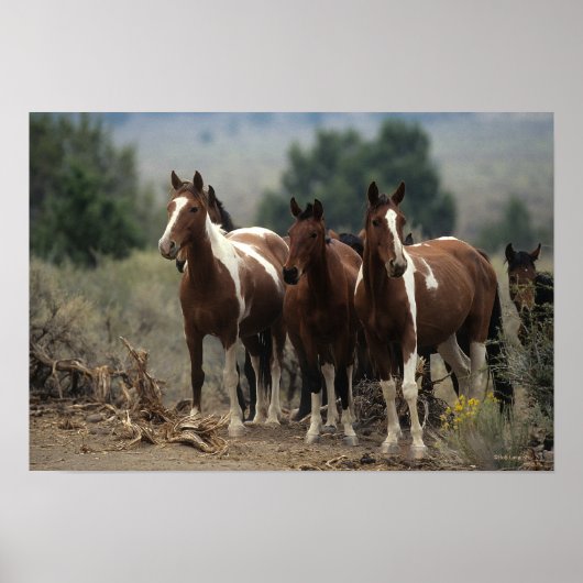 Wild Mustang Horses 7 Poster (Voorkant)