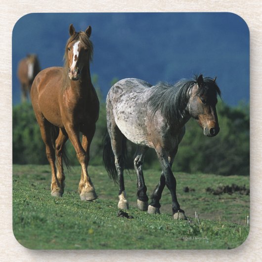 Wild Mustang Horses Bier Onderzetter (Voorkant)