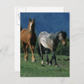 Wild Mustang Horses Briefkaart (Voorkant / Achterkant)