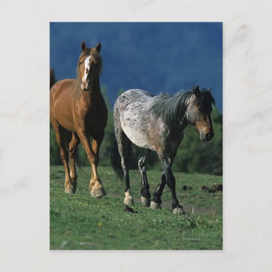 Wild Mustang Horses Briefkaart (Voorkant)