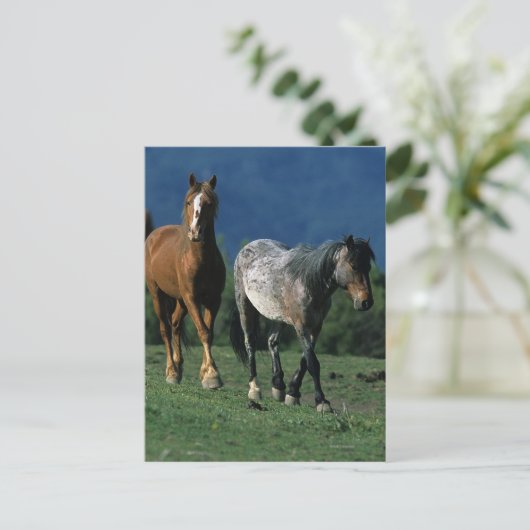 Wild Mustang Horses Briefkaart (Staand voorkant)