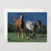Wild Mustang Horses Briefkaart (Voorkant / Achterkant)