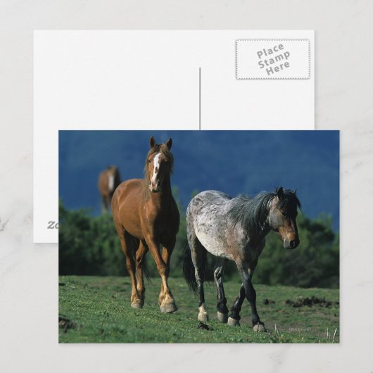 Wild Mustang Horses Briefkaart (Voorkant / Achterkant)