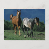 Wild Mustang Horses Briefkaart (Voorkant)