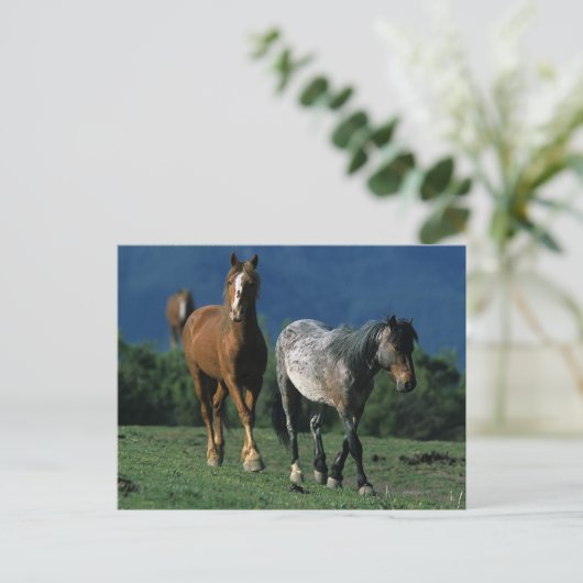 Wild Mustang Horses Briefkaart (Staand voorkant)