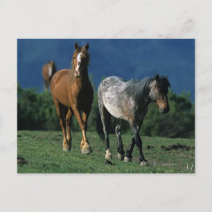 Wild Mustang Horses Briefkaart