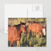 Wild Mustang Horses Briefkaart (Voorkant / Achterkant)
