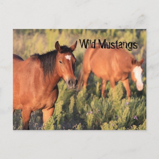 Wild Mustang Horses Briefkaart (Voorkant)