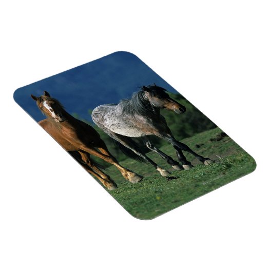 Wild Mustang Horses Magneet (Rechterzijde)