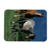 Wild Mustang Horses Magneet (Horizontaal)