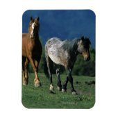 Wild Mustang Horses Magneet (Verticaal)
