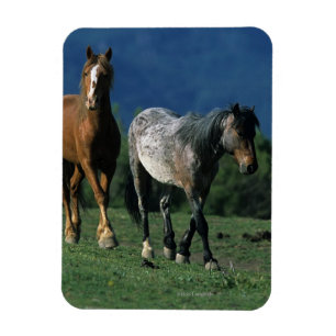 Wild Mustang Horses Magneet