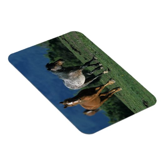 Wild Mustang Horses Magneet (Rechterzijde)