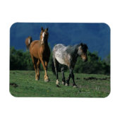 Wild Mustang Horses Magneet (Horizontaal)