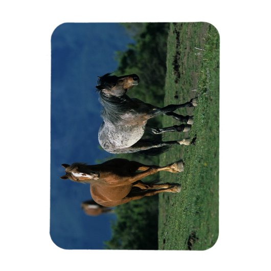 Wild Mustang Horses Magneet (Verticaal)
