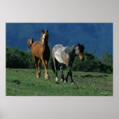 Wild Mustang Horses Poster (Voorkant)