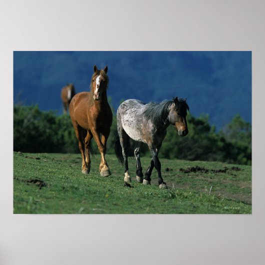 Wild Mustang Horses Poster (Voorkant)