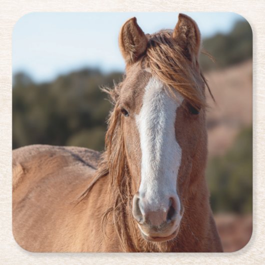 Wild Mustang Kartonnen Onderzetters (Voorkant)