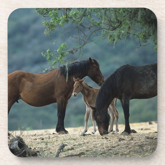 Wild Mustang Mare & Foal Bier Onderzetter (Voorkant)