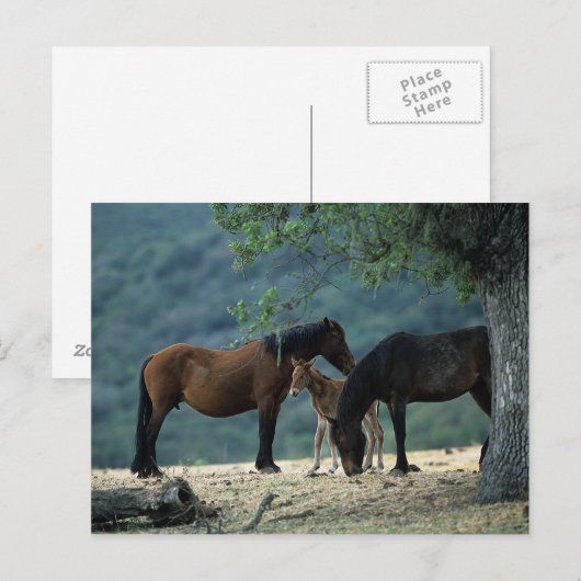 Wild Mustang Mare & Foal Briefkaart (Voorkant / Achterkant)
