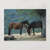 Wild Mustang Mare & Foal Briefkaart (Voorkant)