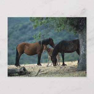 Wild Mustang Mare & Foal Briefkaart