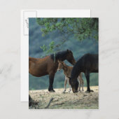 Wild Mustang Mare & Foal Briefkaart (Voorkant / Achterkant)