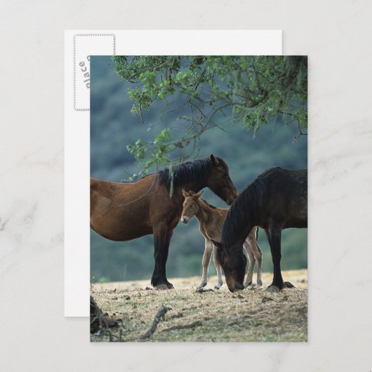 Wild Mustang Mare & Foal Briefkaart (Voorkant / Achterkant)