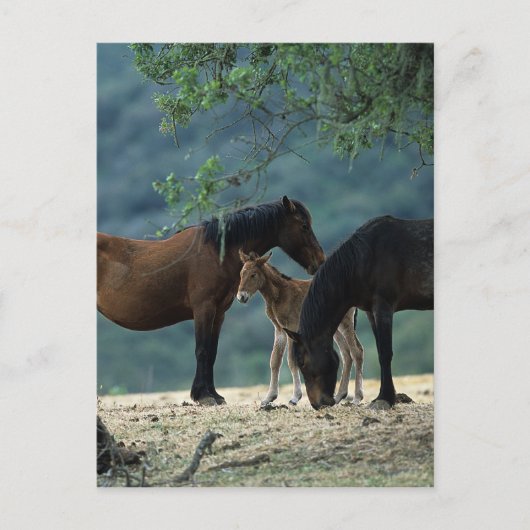 Wild Mustang Mare & Foal Briefkaart (Voorkant)
