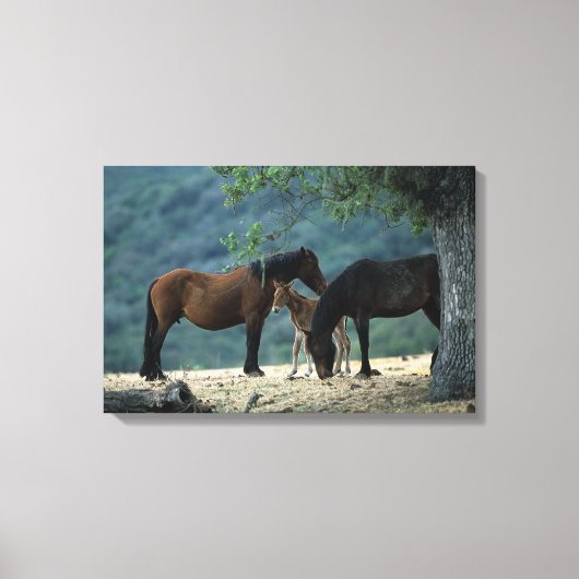 Wild Mustang Mare & Foal Canvas Afdruk (Voorkant)