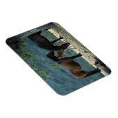 Wild Mustang Mare & Foal Magneet (Rechterzijde)