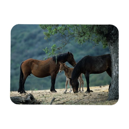 Wild Mustang Mare & Foal Magneet (Horizontaal)