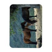Wild Mustang Mare & Foal Magneet (Verticaal)