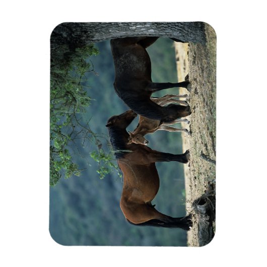 Wild Mustang Mare & Foal Magneet (Verticaal)