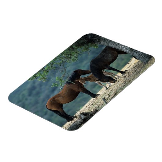 Wild Mustang Mare & Foal Magneet