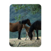 Wild Mustang Mare & Foal Magneet (Verticaal)