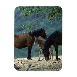 Wild Mustang Mare & Foal Magneet