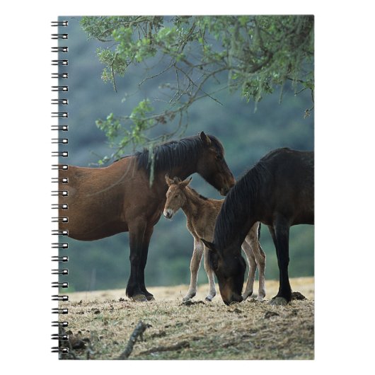 Wild Mustang Mare & Foal Notitieboek (Voorkant)