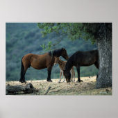 Wild Mustang Mare & Foal Poster (Voorkant)
