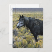Wild Mustang Paard in de woestijn Briefkaart (Voorkant / Achterkant)