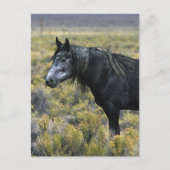 Wild Mustang Paard in de woestijn Briefkaart (Voorkant)