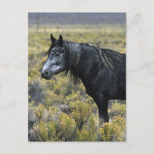 Wild Mustang Paard in de woestijn Briefkaart